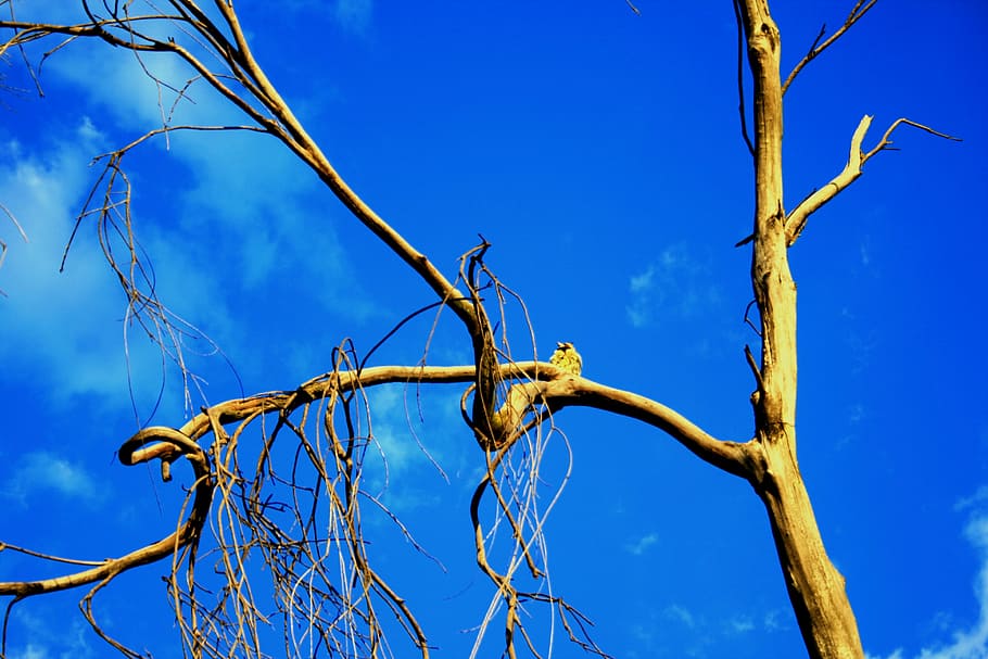 Tree, Old, Dead, Dry, Sky, Blue, nature, plant, day, no people HD wallpaper