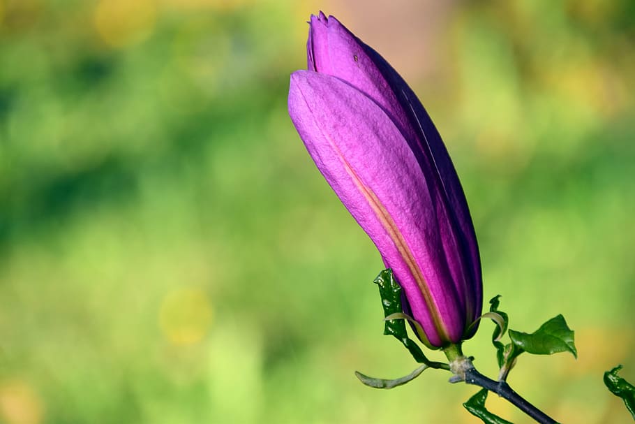 magnolia, blossom, bloom, spring, bud, pink, frühlingsblüher HD wallpaper