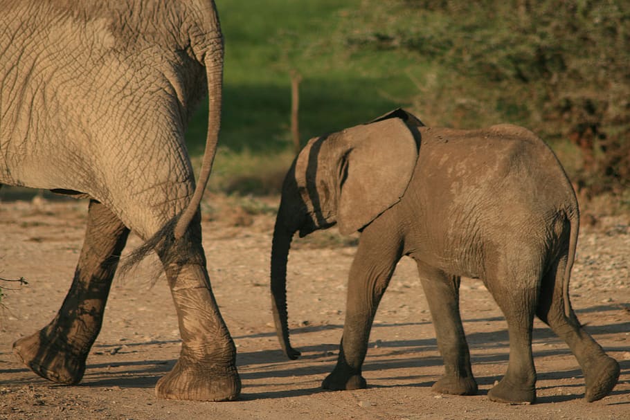 Ходьба Слоником. Фотообои слон. Сердце слона млекопитающее. Слоненок идет за мамой.