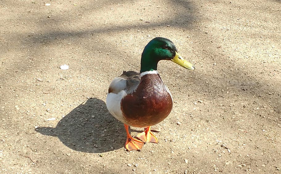 duck, mallard, shadow, bird, quack, male, animal, animal themes HD wallpaper