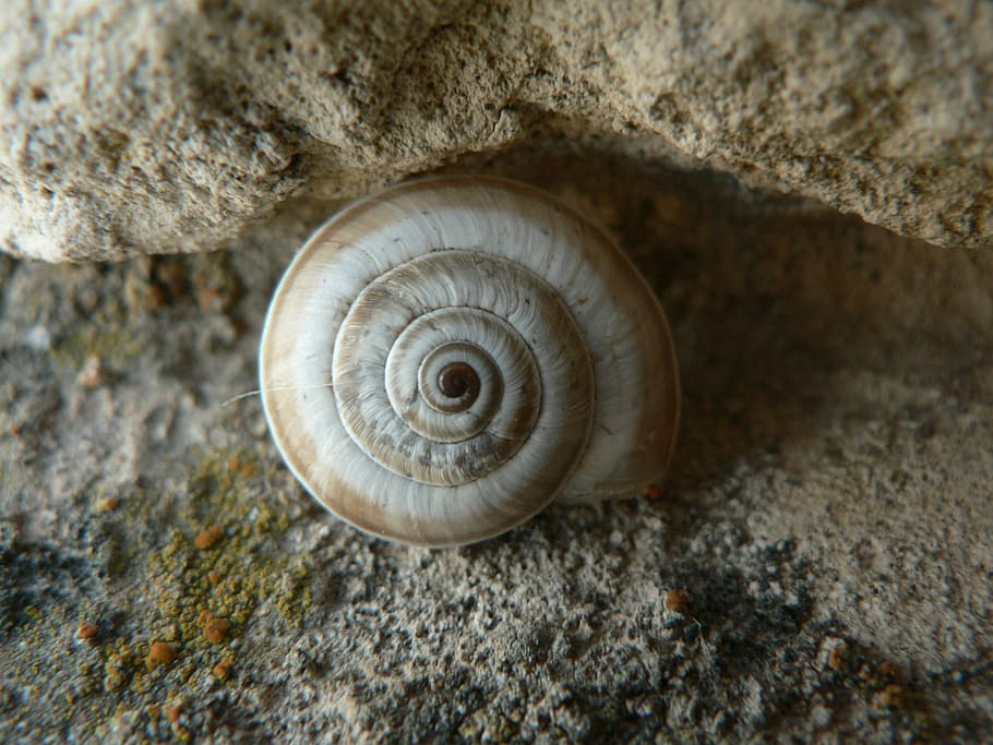 snail, forms, center, animal wildlife, spiral, animal themes HD wallpaper