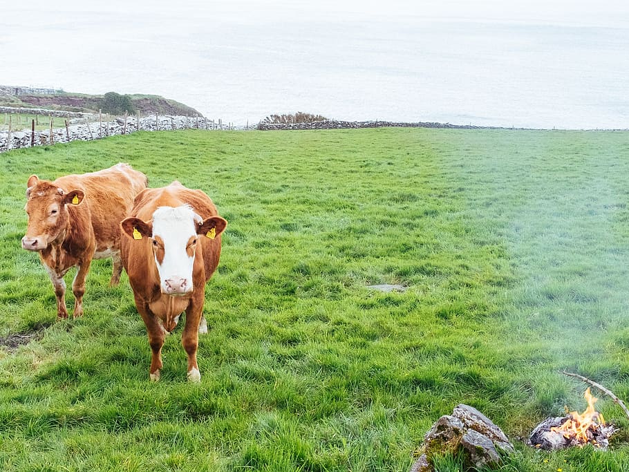cow, cows, animals, beef, brown, agriculture, cattle, pasture HD wallpaper