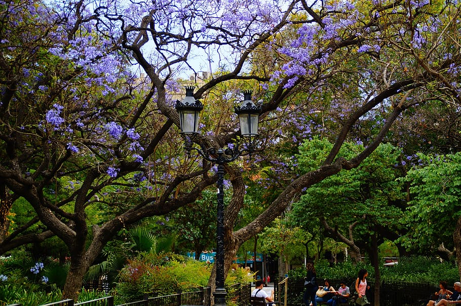tree, garden, park, green, leaves, fairytale, plant, flower HD wallpaper
