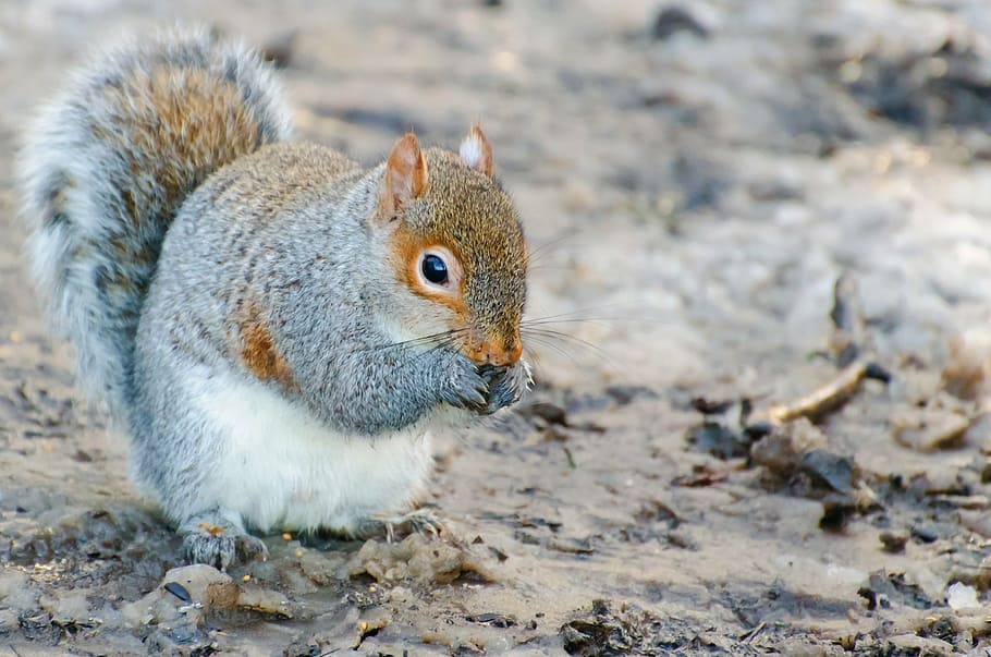 animal, brown, creature, cute, fur, grey, one, pretty, rodent HD wallpaper