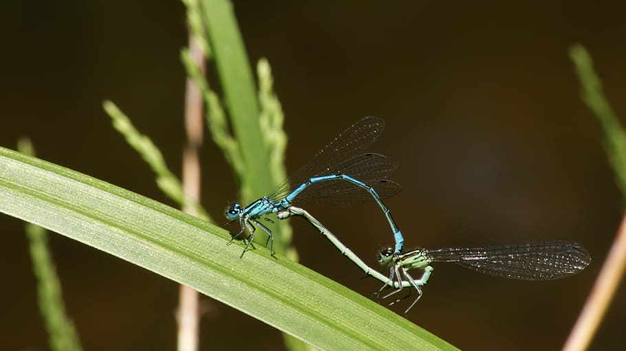 dragonfly, pairing, green, blue, biology, reproduction, dragonflies HD wallpaper
