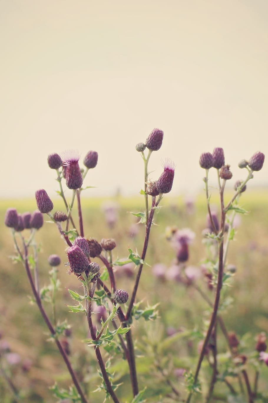 Thistles, Landscape, Distant, wide, nature, view, dom, mood HD wallpaper