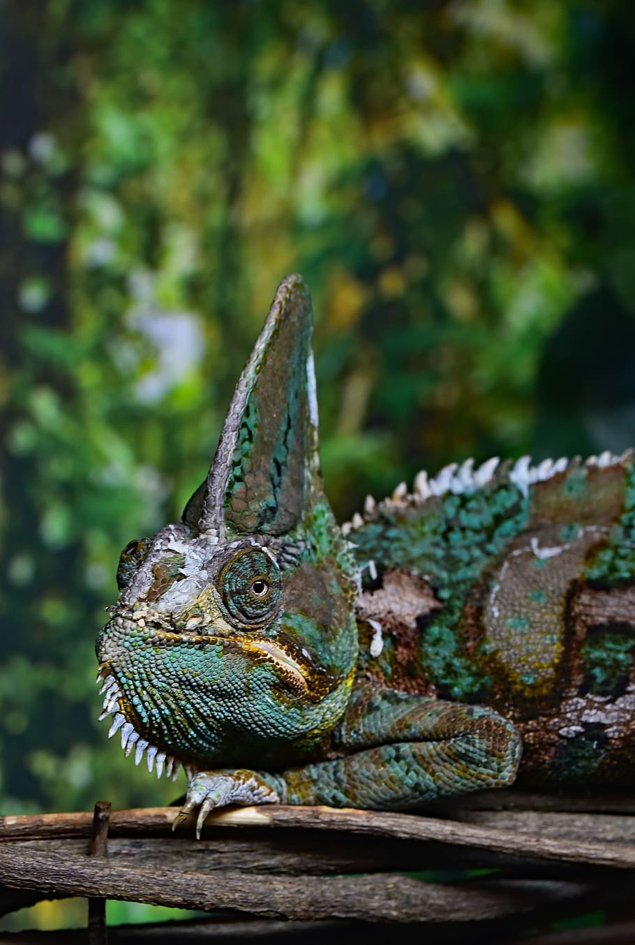 closeup photography of chameleon on tree branch, green and brown chameleon on tree branch HD wallpaper