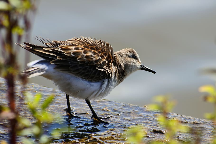 brown bird on water dew in close-up photo, animal, river, waterside HD wallpaper