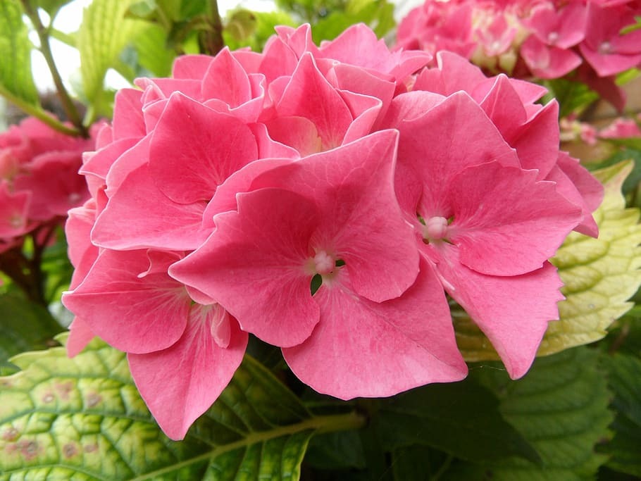 flower, nature, summer flowers, plant, flowering plant, pink color HD wallpaper