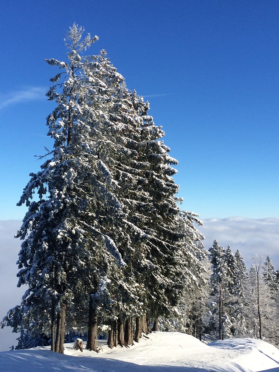 winter, mountain, steibis, snow, tree, nature, forest, cold - Temperature HD wallpaper