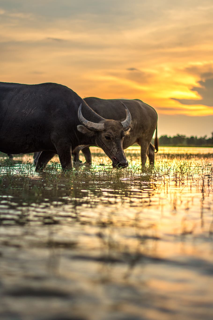 two black water buffalo on rice field during golden hour, Outside, HD wallpaper
