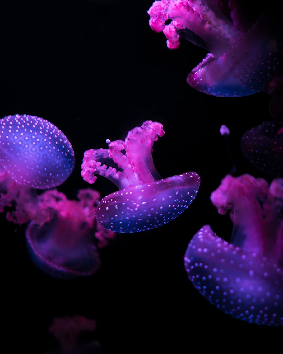 pink jellyfishes floating underwater, closeup photography of jelly fish