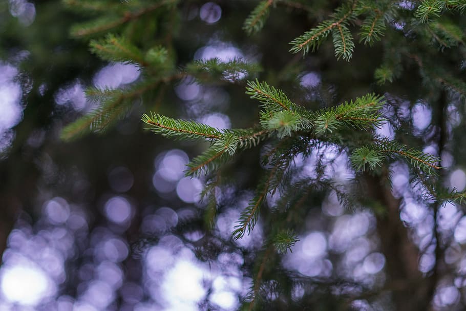 firs, bokeh, abendstimmung, plant, growth, tree, beauty in nature HD wallpaper