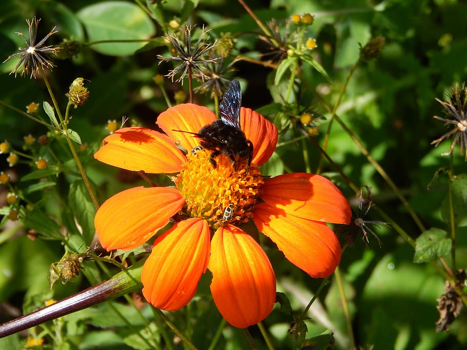 Flower, Field, Insect, Bee, Bumblebee, freshness, plant, nature HD wallpaper