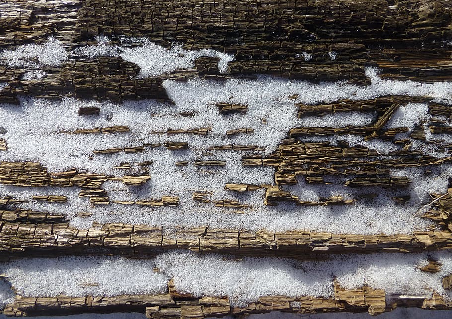 texture, wood, snow, bark, tree, spring, backgrounds, textured HD wallpaper