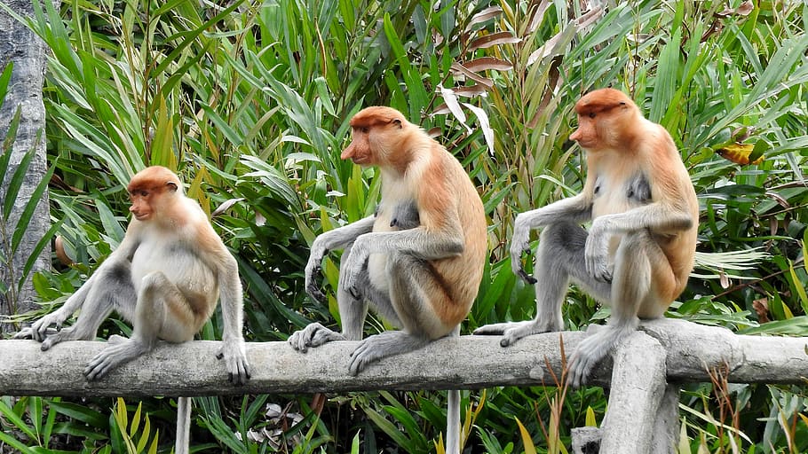 Borneo, Sepilok, Proboscis Monkey, animal wildlife, togetherness HD wallpaper