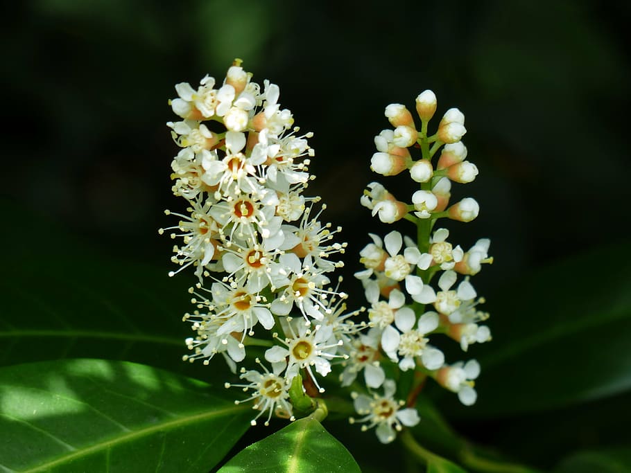 white chestnut flowers, prunus laurocerasus, blossom, bloom, bud, HD wallpaper