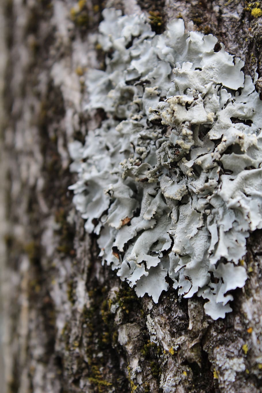 lichen, tree, bark, nature, forest, plant, trunk, woodland, HD wallpaper