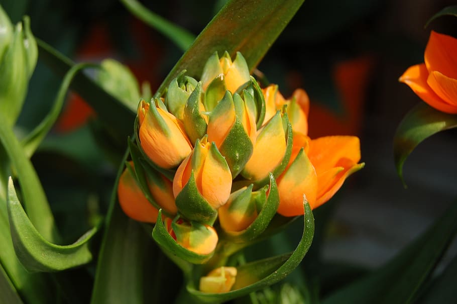 flower, nature, buds, bloom, spring, flowering plant, freshness HD wallpaper