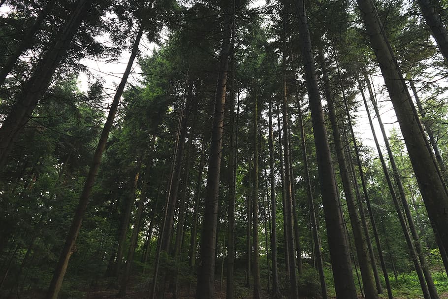 trees, forest, woods, nature, outdoors, plant, land, tranquility HD wallpaper