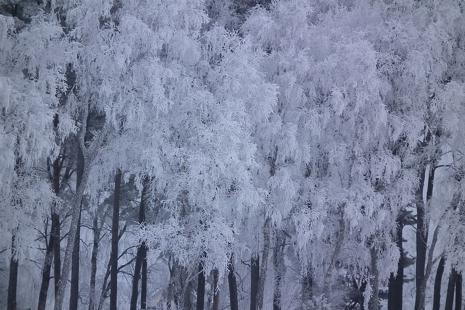 tree, winter, snow, nature, landscapes, cold temperature, plant HD wallpaper