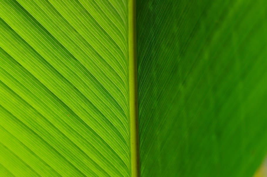 detail, approach, leaf, green, plant, texture, tree, spring HD wallpaper