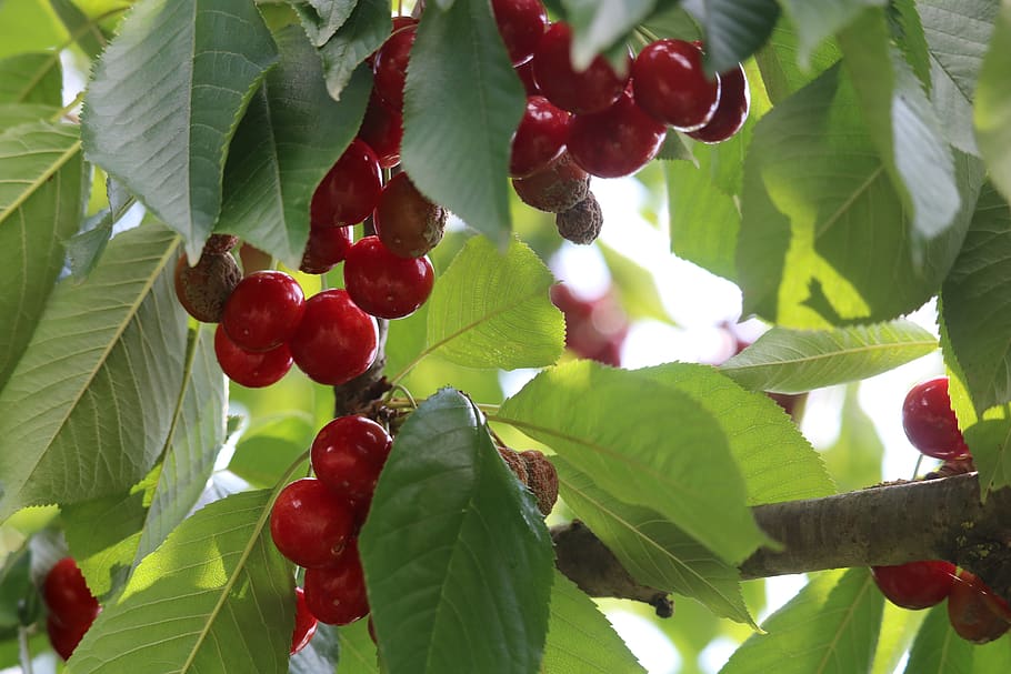 cherry, leaves, green, leaf, plant part, fruit, food and drink HD wallpaper