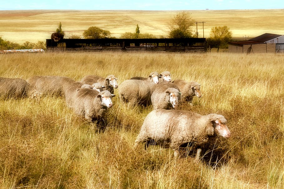farm, sheep, grass, field, mammal, animal themes, plant, livestock HD wallpaper