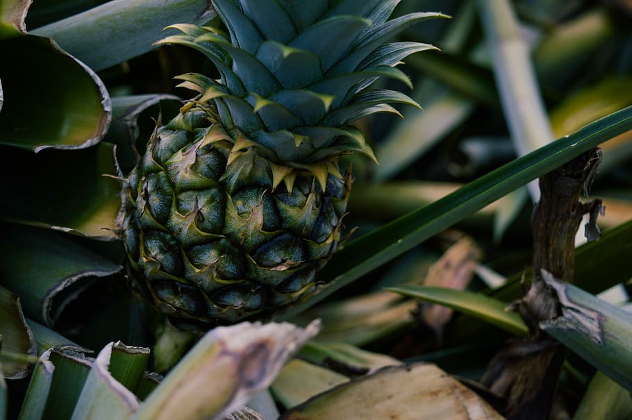 Little Pineapple, pineapple fruit, jungle, plant, leaves, food and drink HD wallpaper