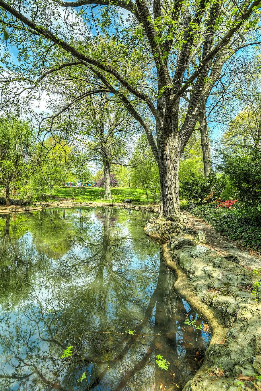 tree, park, pond, reflection, nature, landscape, sunlight, garden HD wallpaper