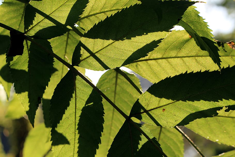 Leaves, Sun, Shadow, Light, Tree, back light, plant, autumn HD wallpaper