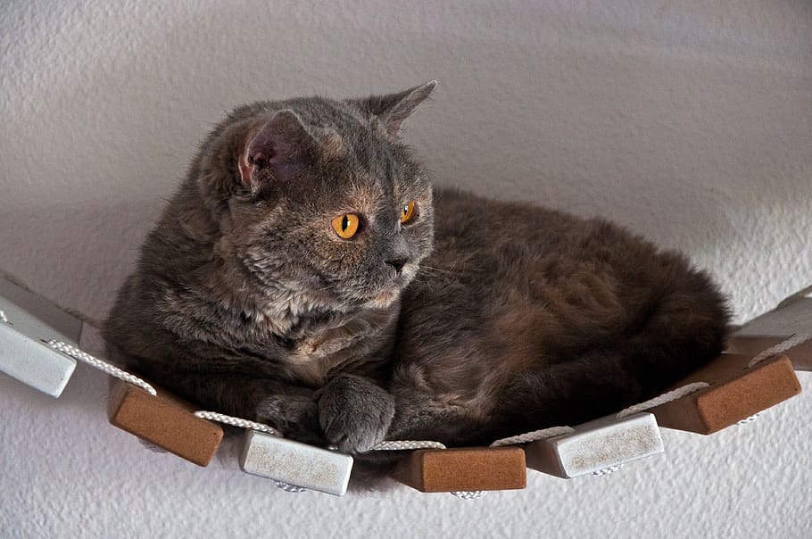 cat, suspension bridge, lying, animal, selkirk rex, british shorthair