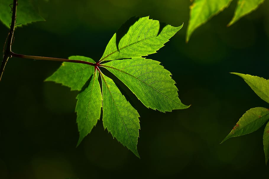 close-up photo of green leafed plant, vein, pattern, texture HD wallpaper