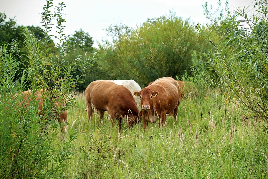 cattle, cows, pasture, beef, livestock, nature, graze, plant HD wallpaper