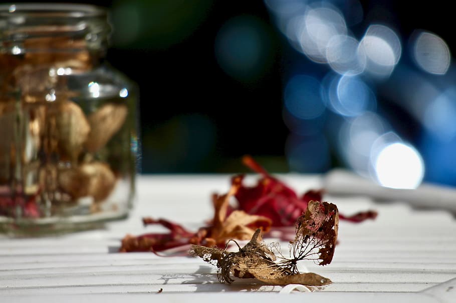 leaves, dried leaves, maple, hydrangea dried, bokeh, jar, fall HD wallpaper
