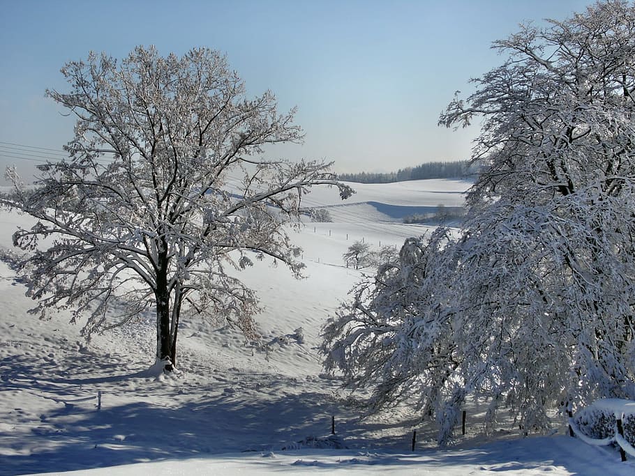 Tree, Snowy, Nature, Frosty, winter, cold - Temperature, landscape HD wallpaper