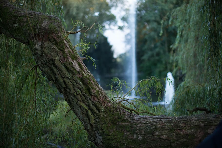 focus photography of tree trunk, forest, summer, nature, landscape HD wallpaper