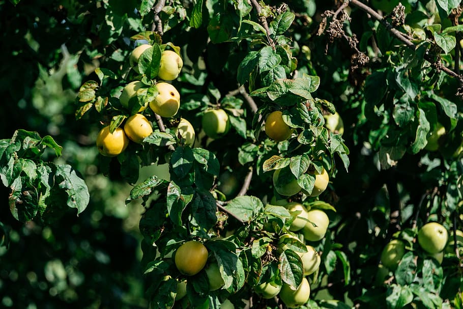 apple tree, apples, yellow, fruit, natural, fresh, healthy HD wallpaper