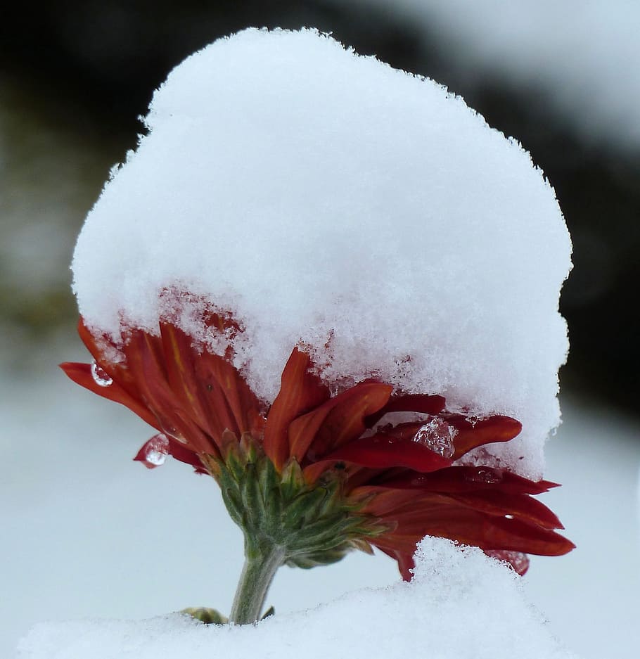 flower, winter, snow, cold temperature, close-up, white color HD wallpaper