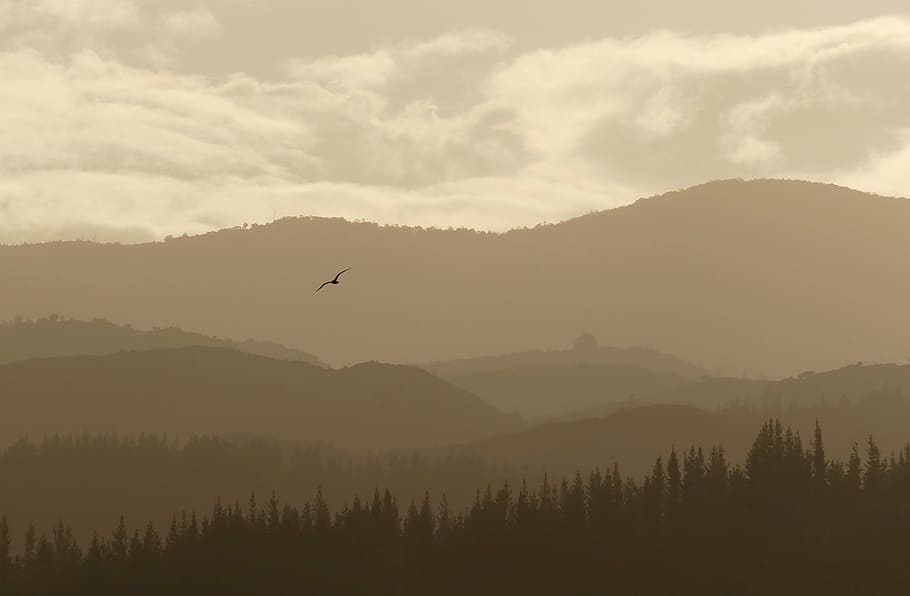 bird flying above trees under cloudy sky, nature, landscape HD wallpaper