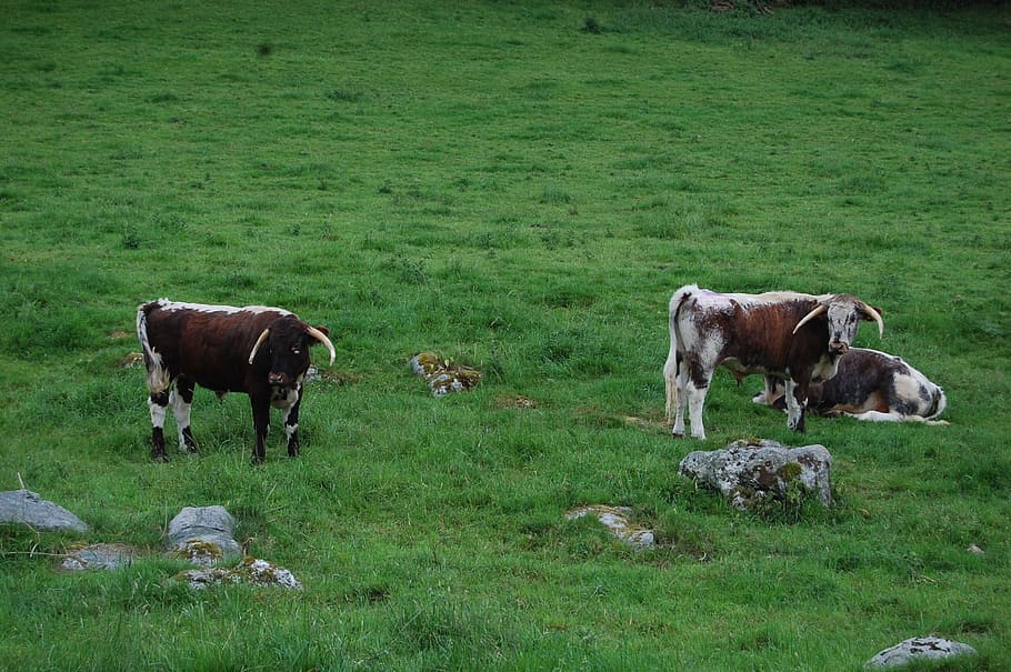 cows, england, campaign, livestock, domestic, domestic animals HD wallpaper