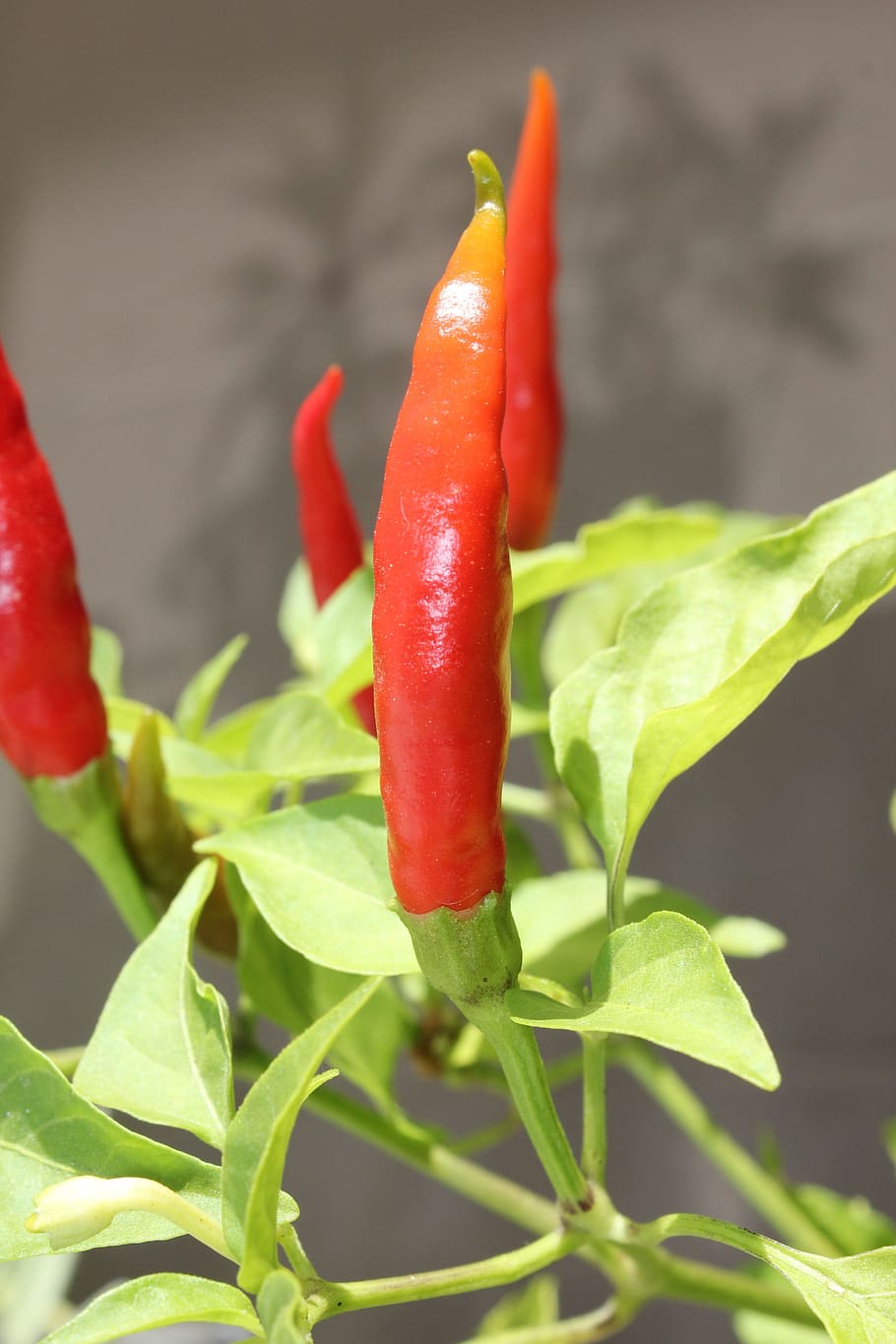 chilli, peppers, red, green, chili pepper, food, food and drink HD wallpaper