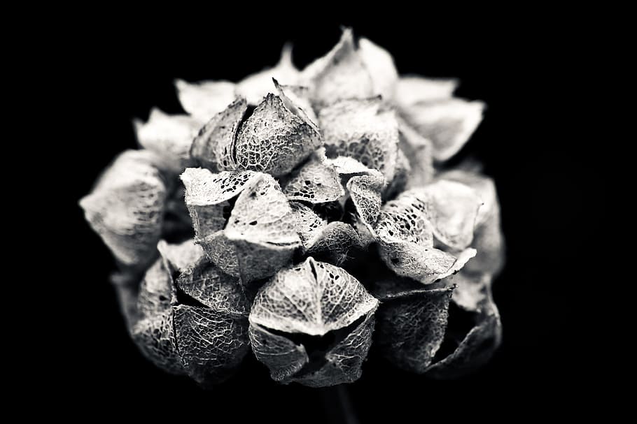 brown nut on black background, hydrangea, flower, garden, nature HD wallpaper