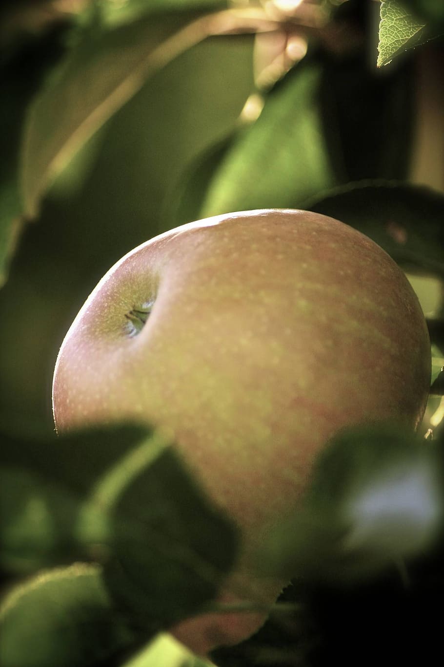 apple, close, macro, food, apple tree, growth, plant, close-up HD wallpaper