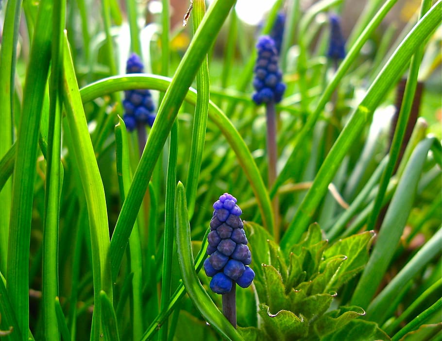 muscari, grape hyacinth, flowers, spring, bloom, blue, spring flower, HD wallpaper