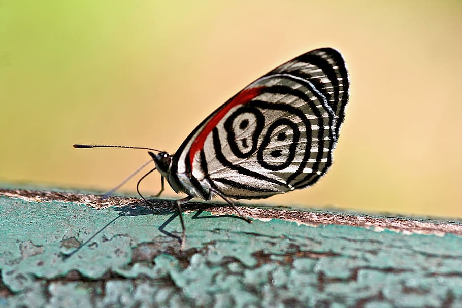 butterfly, nature, insect, wing, animal themes, invertebrate HD wallpaper