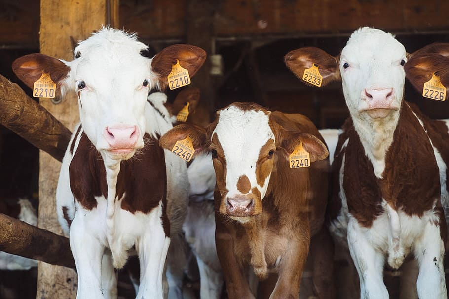 cows at farm, three white-and-brown cows, calf, herd, bovine, HD wallpaper