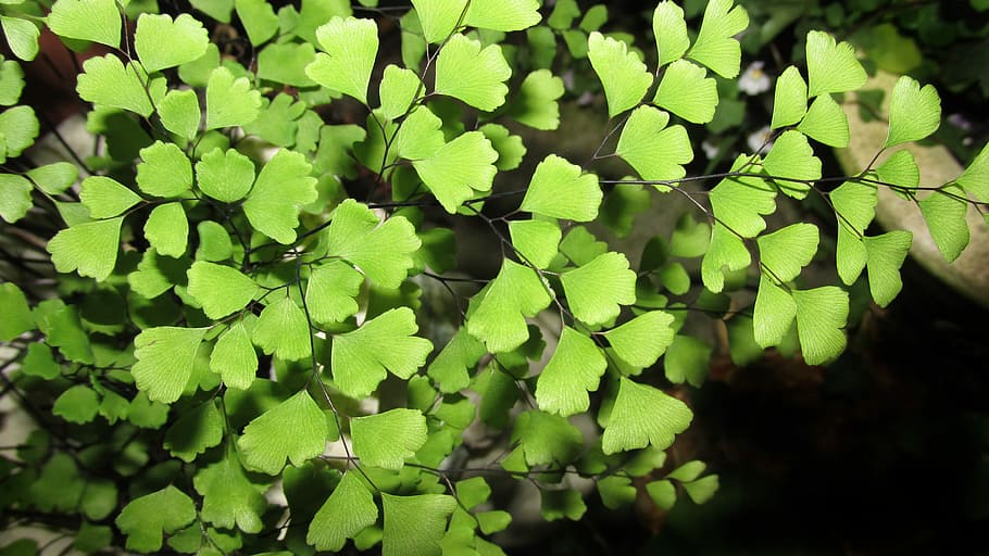 fern, leaf, flora, plant, garden, plant part, green color, growth HD wallpaper