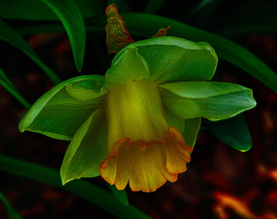 yellow bellflower, green daffodil, narcissus, jonquil, spring flowers, HD wallpaper