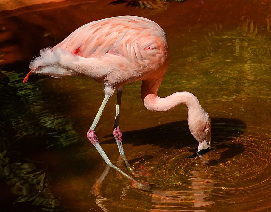flamingo on body of water, bird, wading bird, pink, chilean flamingo, HD wallpaper